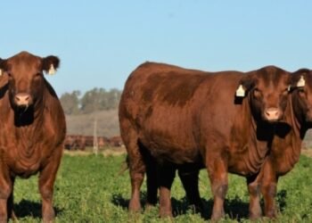 La faena bovina creció un 3,8% en octubre en Santa Fe