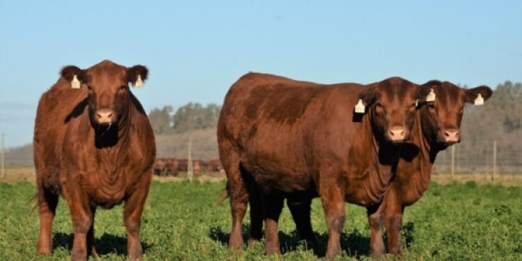 La faena bovina creció un 3,8% en octubre en Santa Fe