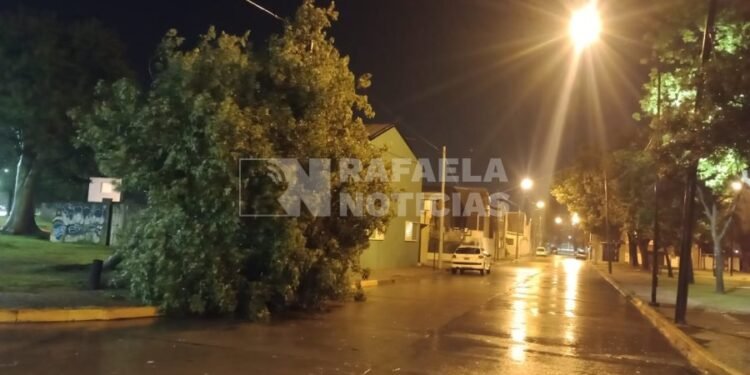Pasó la tormenta: algunos árboles caídos y una intensa lluvia marcaron la noche rafaelina