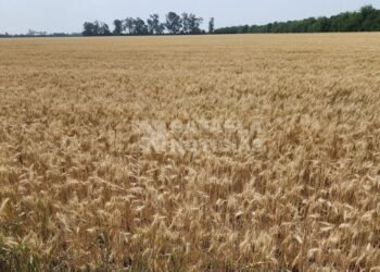 La actividad económica de Santa Fe mostró un leve crecimiento en octubre de 2024