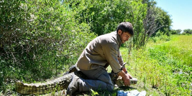 Regresaron un Yacaré overo a su hábitat natural