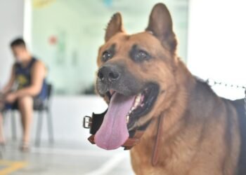 Ómnibus sanitario y castraciones de perros y gatos: ¿cómo funcionarán esta semana?