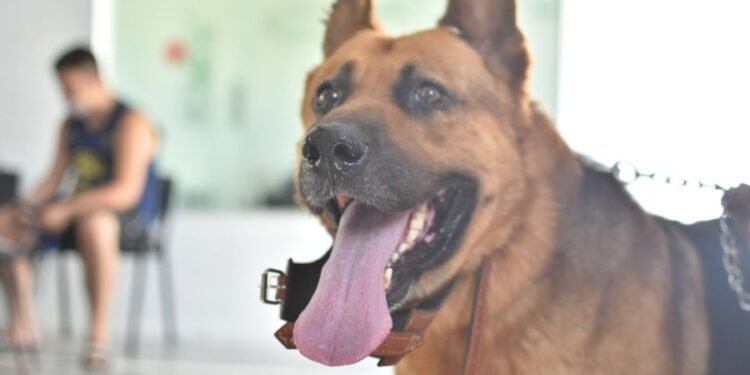 Ómnibus sanitario y castraciones de perros y gatos: ¿cómo funcionarán esta semana?