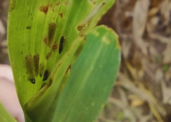 El INTA Rafaela detectó lotes con chicharrita de maíz y dio recomendaciones a productores