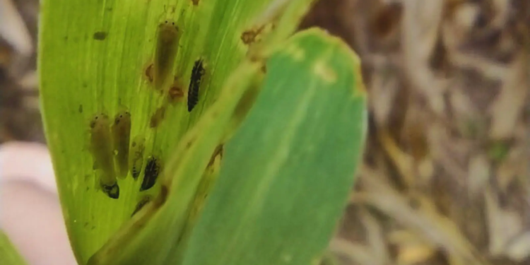 El INTA Rafaela detectó lotes con chicharrita de maíz y dio recomendaciones a productores