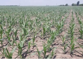 Agricultura en la región rafaelina: la falta de lluvias de enero condiciona la evolución de los cultivos