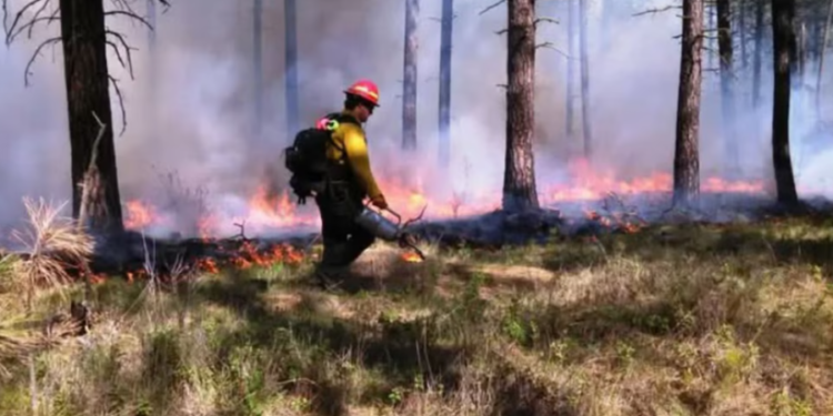 Incendios en la Patagonia: cuatro focos activos y más de 18 mil hectáreas afectadas