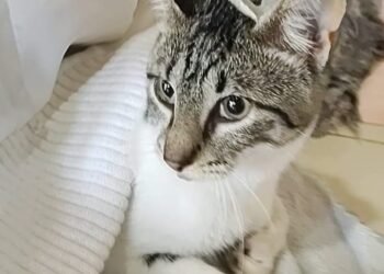 “Castraciones en tu barrio”: Serán en barrio Pizzurno