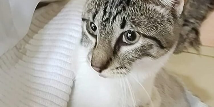 “Castraciones en tu barrio”: Serán en barrio Pizzurno