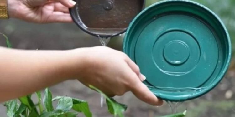 Consejos claves para prevenir el dengue en tu hogar