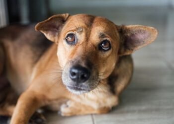 Atropellado y abandonado: investigan un grave caso de maltrato animal