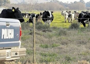 Robos de ganado en Santa Fe: más de 1200 denuncias por año y fuertes pérdidas económicas