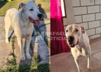 Dueña de perra dogo desmintió una denuncia por maltrato animal