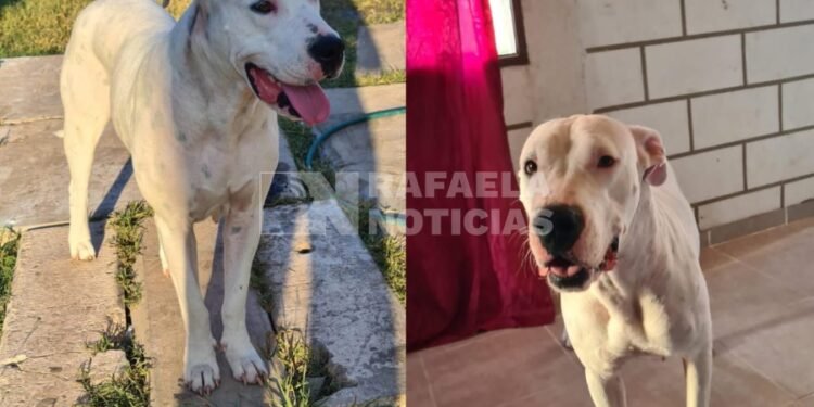 Dueña de perra dogo desmintió una denuncia por maltrato animal