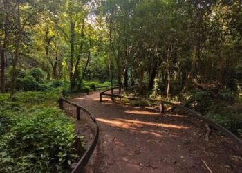 Continúa la puesta en valor del Bosquecito Besaccia