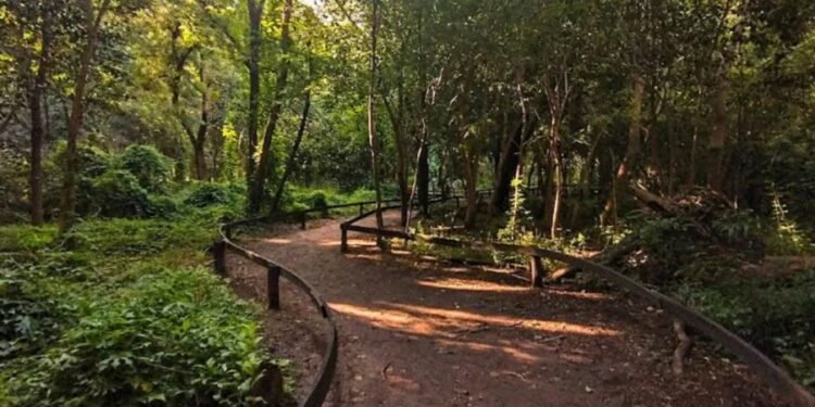 Continúa la puesta en valor del Bosquecito Besaccia