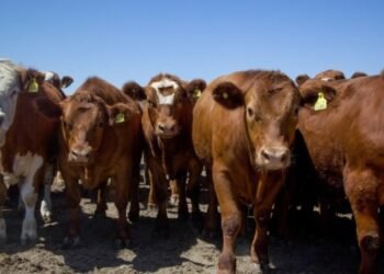 Santa Fe: creció la faena de porcinos y bovinos en marzo, pero cayó la de aves