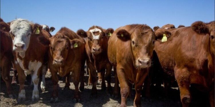 Santa Fe: creció la faena de porcinos y bovinos en marzo, pero cayó la de aves