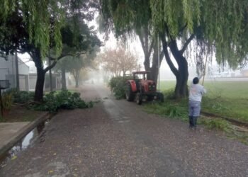 Barrio Fasoli: realizaron tareas de mantenimiento del arbolado para mejorar la iluminación urbana