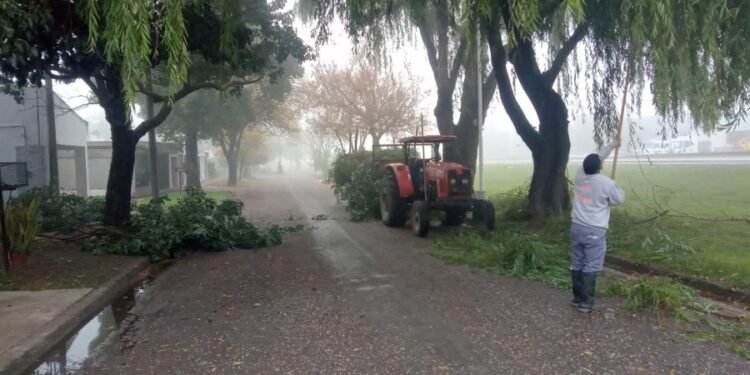 Barrio Fasoli: realizaron tareas de mantenimiento del arbolado para mejorar la iluminación urbana