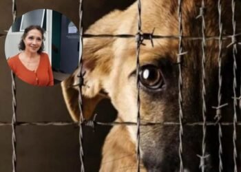 Alerta por casos de maltrato animal en Rafaela: piden que no haya silencio y se realicen las denuncias