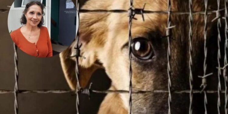 Alerta por casos de maltrato animal en Rafaela: piden que no haya silencio y se realicen las denuncias