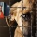 Alerta por casos de maltrato animal en Rafaela: piden que no haya silencio y se realicen las denuncias