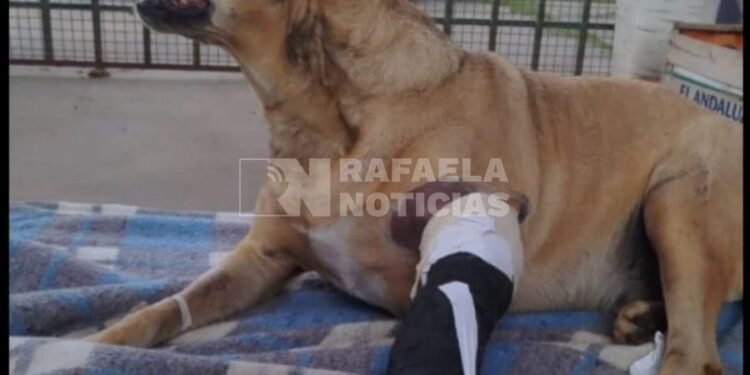 Denuncian a un joven que atropelló a un perro varias veces porque le rayaba el auto