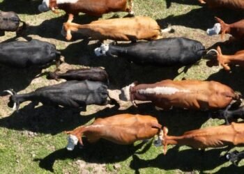 Santa Fe registró un repunte en la actividad de faena ganadera en abril