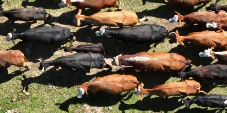 Santa Fe registró un repunte en la actividad de faena ganadera en abril