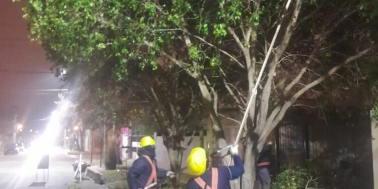 Avanza el plan municipal de poda en distintos sectores de la ciudad
