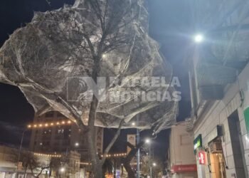 Llevan colocadas 7 redes en árboles para «mudar» a las aves desde el centro