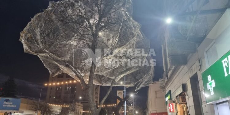 Llevan colocadas 7 redes en árboles para «mudar» a las aves desde el centro