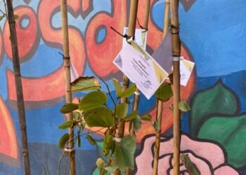 Nuevo registro para plantación de árboles en Villa Rosas