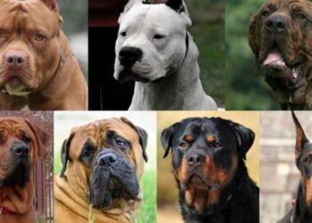 Vuelve a la Legislatura de Santa Fe el debate por la tenencia de perros potencialmente peligrosos
