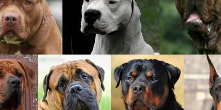 Vuelve a la Legislatura de Santa Fe el debate por la tenencia de perros potencialmente peligrosos