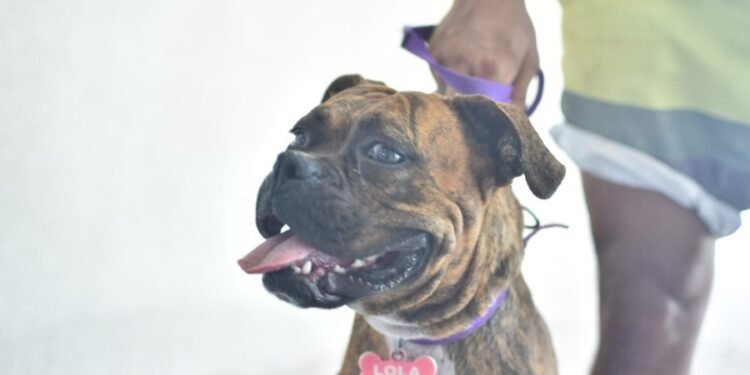 El programa «Castraciones en tu Barrio» estará en barrio Mosconi