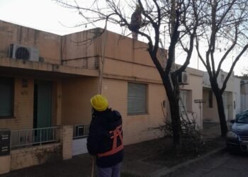 La poda urbana sigue su curso con nuevas intervenciones en barrio Fasoli