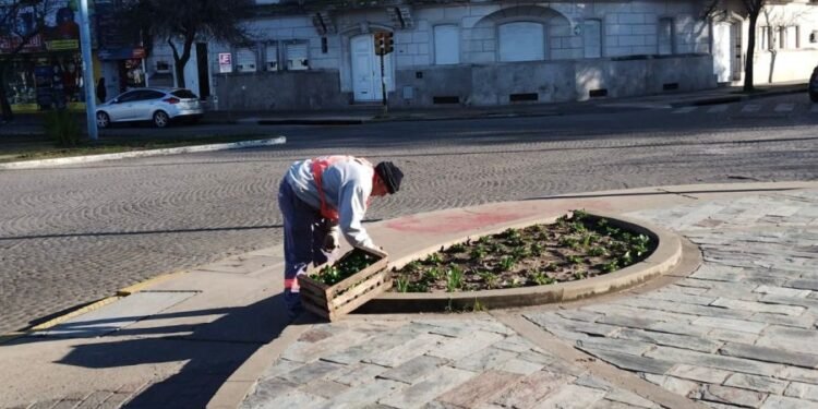 Nueva entrega de plantines para embellecer los espacios públicos