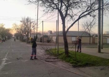 Trabajos de poda en el oeste de la ciudad: ¿en qué barrios se están realizando?