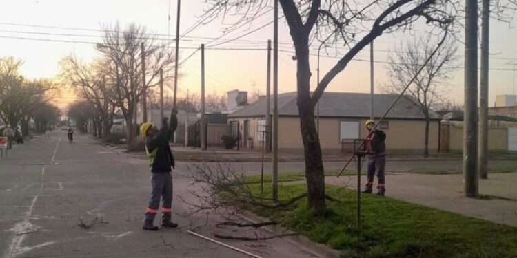 Trabajos de poda en el oeste de la ciudad: ¿en qué barrios se están realizando?