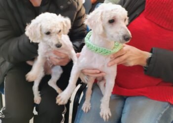 El programa “Castraciones en tu Barrio” llega al Fasoli