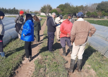 Detectaron precarias condiciones laborales en trabajadores de la frutilla en Santa Fe