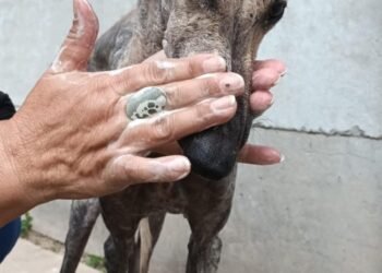 27 de septiembre: «Día del Proteccionista de Animales en Argentina»