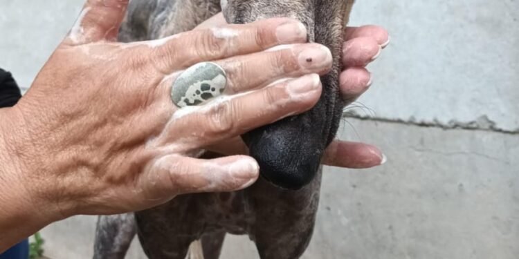 27 de septiembre: «Día del Proteccionista de Animales en Argentina»