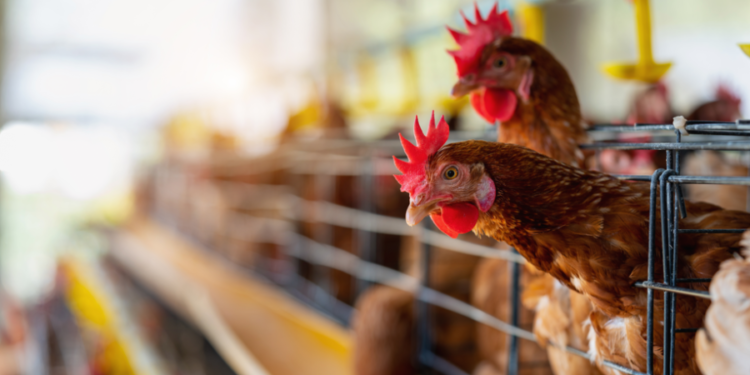 Productores avícolas advierten por el impacto de las importaciones brasileñas en el sector