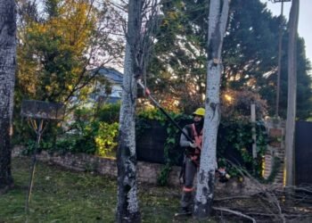 Trabajos de poda en barrio Álamos del Aero Club