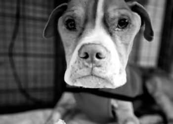 Felipe, el pitbull rescatado que conmovió a Rafaela, falleció tras semanas de cuidados y amor