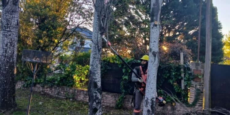 Trabajos de poda en barrio Álamos del Aero Club
