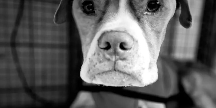 Felipe, el pitbull rescatado que conmovió a Rafaela, falleció tras semanas de cuidados y amor